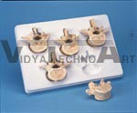 Set of 5 Lumbar Vertebrae